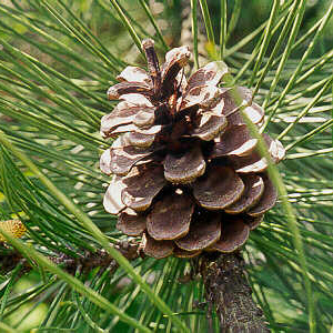 female pine cone