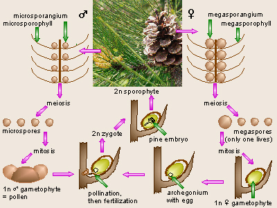 pine life cycle