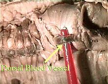 worm dorsal blood vessel