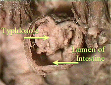 worm intestine, xs