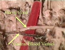 worm nervous system and ventral blood vessel
