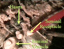worm seminal vesicles and receptacles