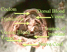worm cross section