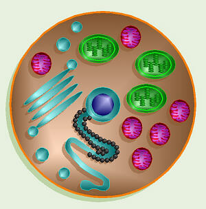Generic Eukaryotic Cell