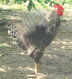 Barred Rooster