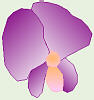Purple Pea Flower