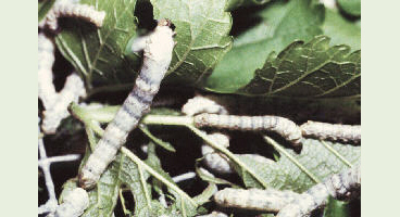 Silkworms Feeding