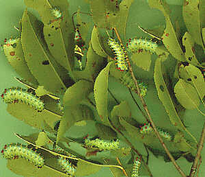 Cecropias