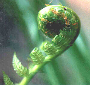 Fern