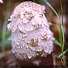 Kingdom Fungi