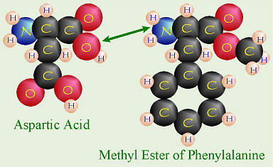 Aspartic Acid and Phenylalanine