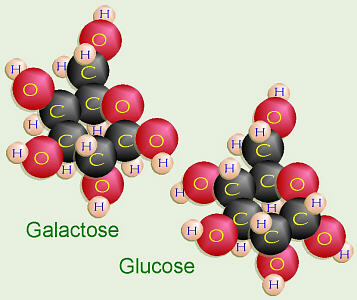 Galactose and Glucose