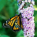 Monarch with Warning Coloration