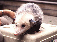 Nocturnal Opossum