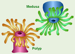 polyp and medusa