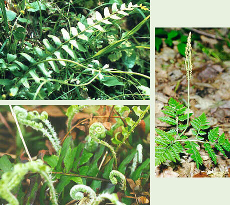 Various Ferns