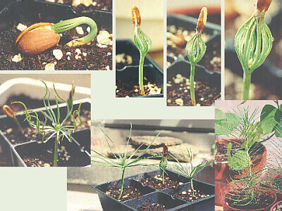 Torrey Pines sprouting