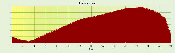 Endometrium Graph