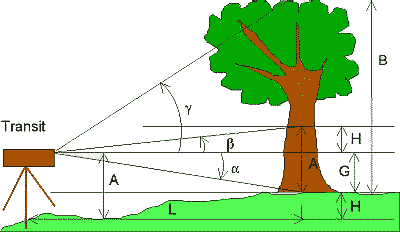 tree on small hill