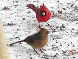 Cardinals