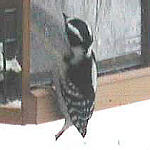 Female Downy Woodpecker