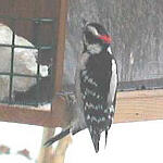 Male Downy Woodpecker