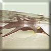 Aquatic Bird