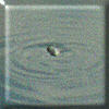 Aquatic Beetle