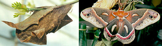 Cecropia Moth