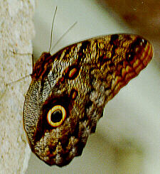Owl Butterfly