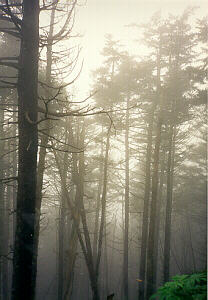 Coniferous Forest � Clingman�s Dome, Smoky Mts., Tenn.