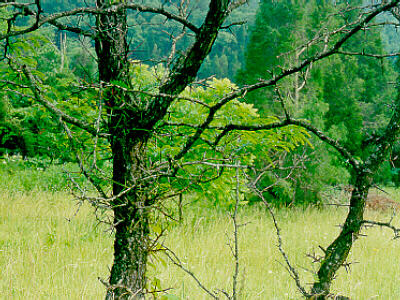 Woodland � Adams Co., Ohio