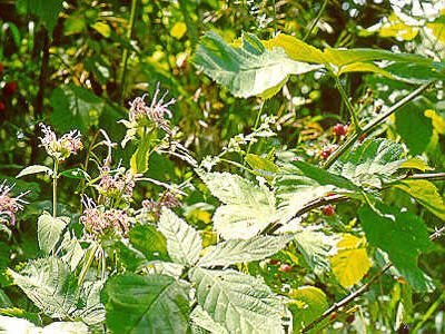 Shrubs � Clermont Campus