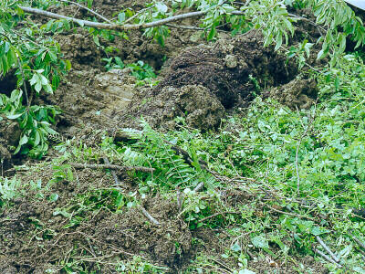 Human Destruction--Smashed Christmas Fern