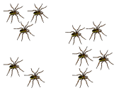 Clumped Distribution