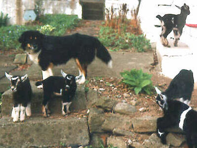 Dog Guarding Kids