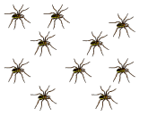 Random Distribution