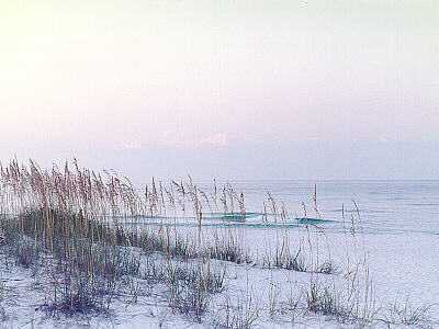 Foredune and Open Beach