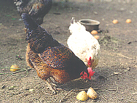Hens and Food Scraps