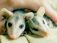 Opossum babies
