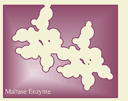 maltase enzyme
