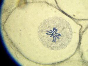 Mitosis ascaris tojásban