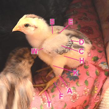 bird