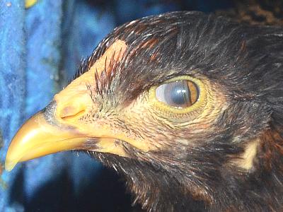 bird inner eyelid
