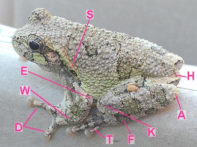amphibian
