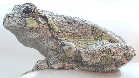 frog breathing