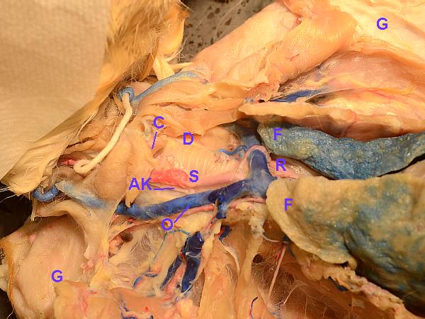 cat parts