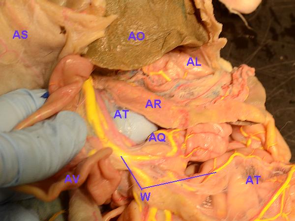 cat parts