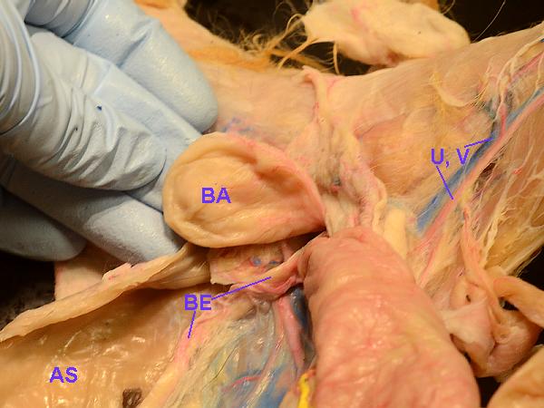 cat parts