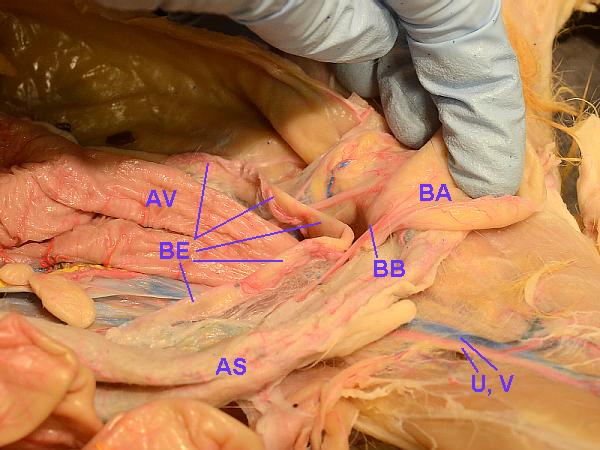 cat parts